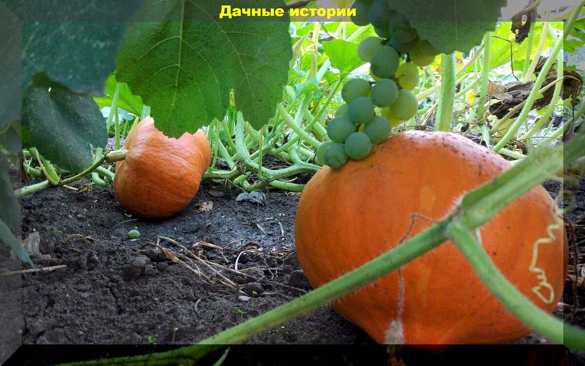 Тыква медовая описание сорта фото