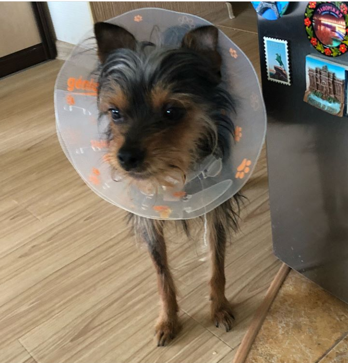 Фото волонтера. Потому и инопланетянин, что воротник как тарелка пришельцев)))