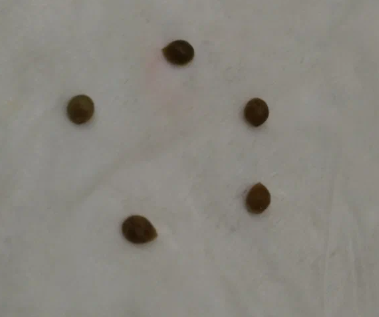 фото автора (проращивание семян с 7 мая 2023)