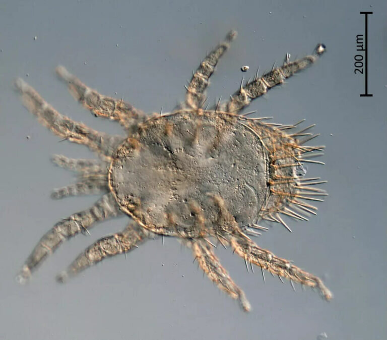    Новые виды клещей не могут заразить человека чумой Марина Шарт