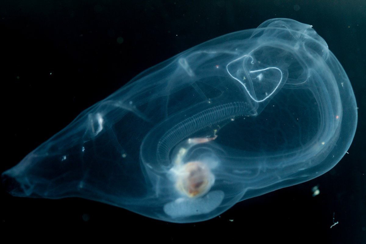 Аппендикулярии способны создавать для себя защитные "домики"