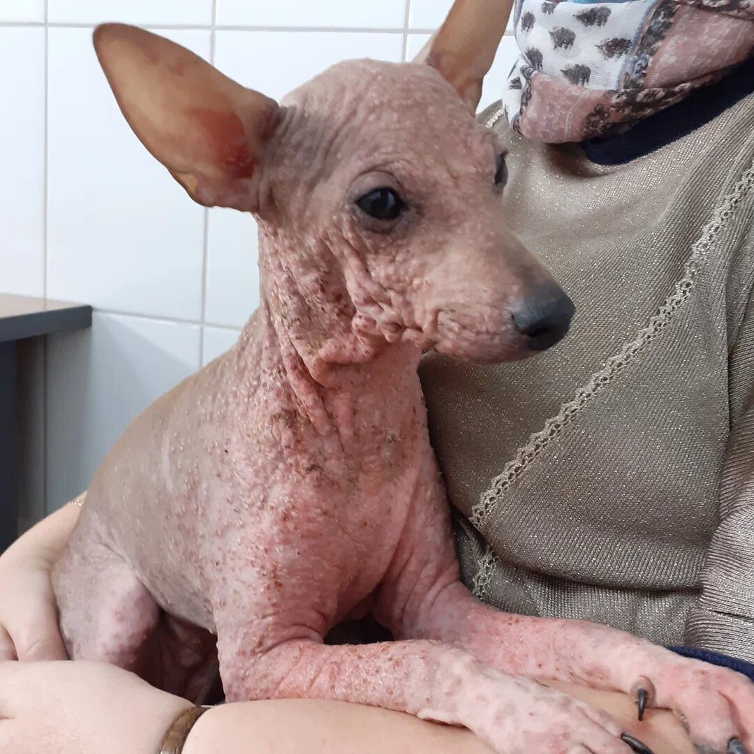 Покраснения, прыщи. Но у этой собаки НЕТ аллергии. Щенка долго лечили гормонами, состояние ухудшалось. Я вылечила ее, потому что умею ставить диагноз! 