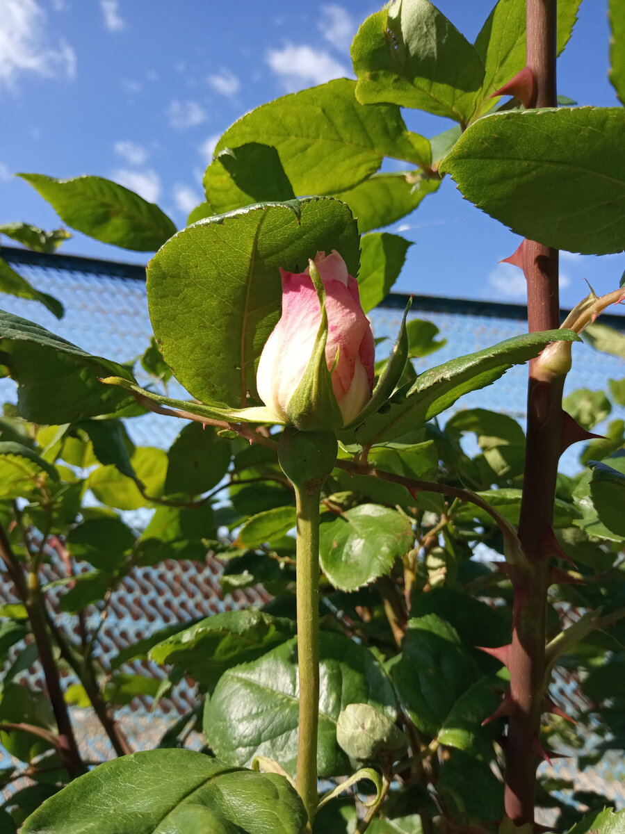 Фото автора. Скоро расцветут розы.