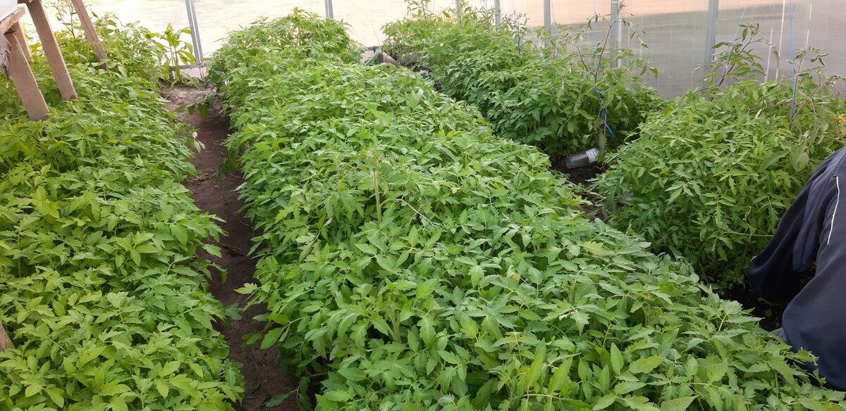 В теплице томаты на продажу у частника