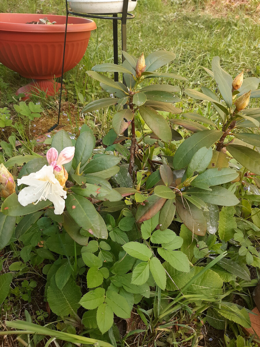 Подготовка к цветению 