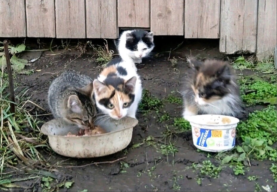 Четыре котёнка остались без мамы. Выживали в коллективных садах.