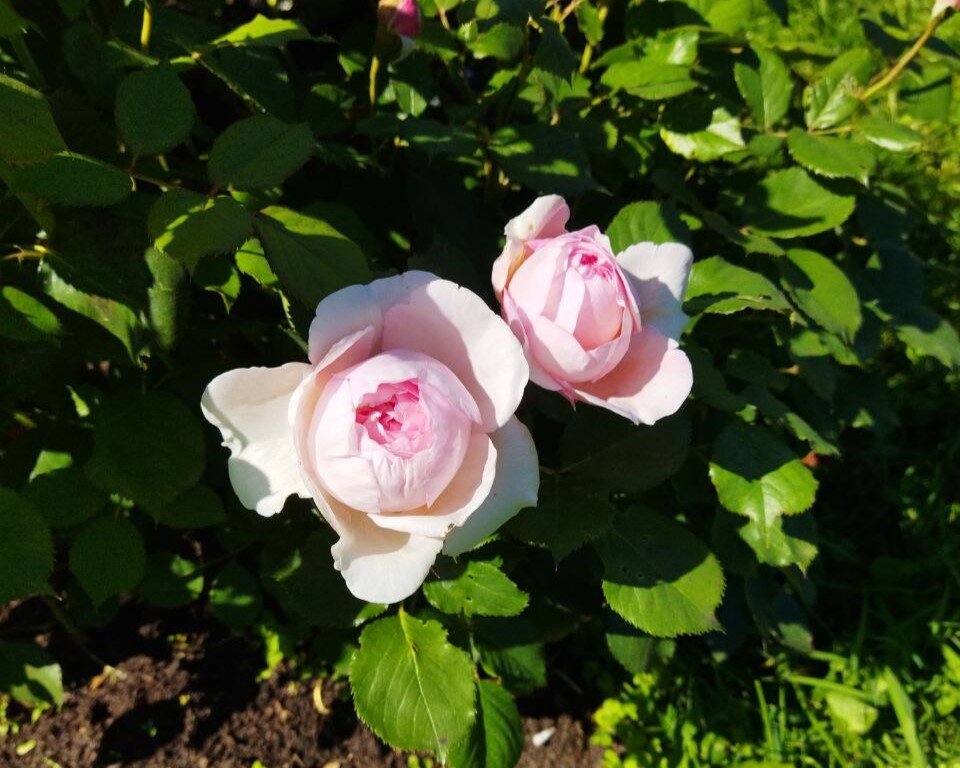 Роза Ла Бель: характеристика сорта, правила посадки, выращивания и ухода, отзывы - сайт садовода