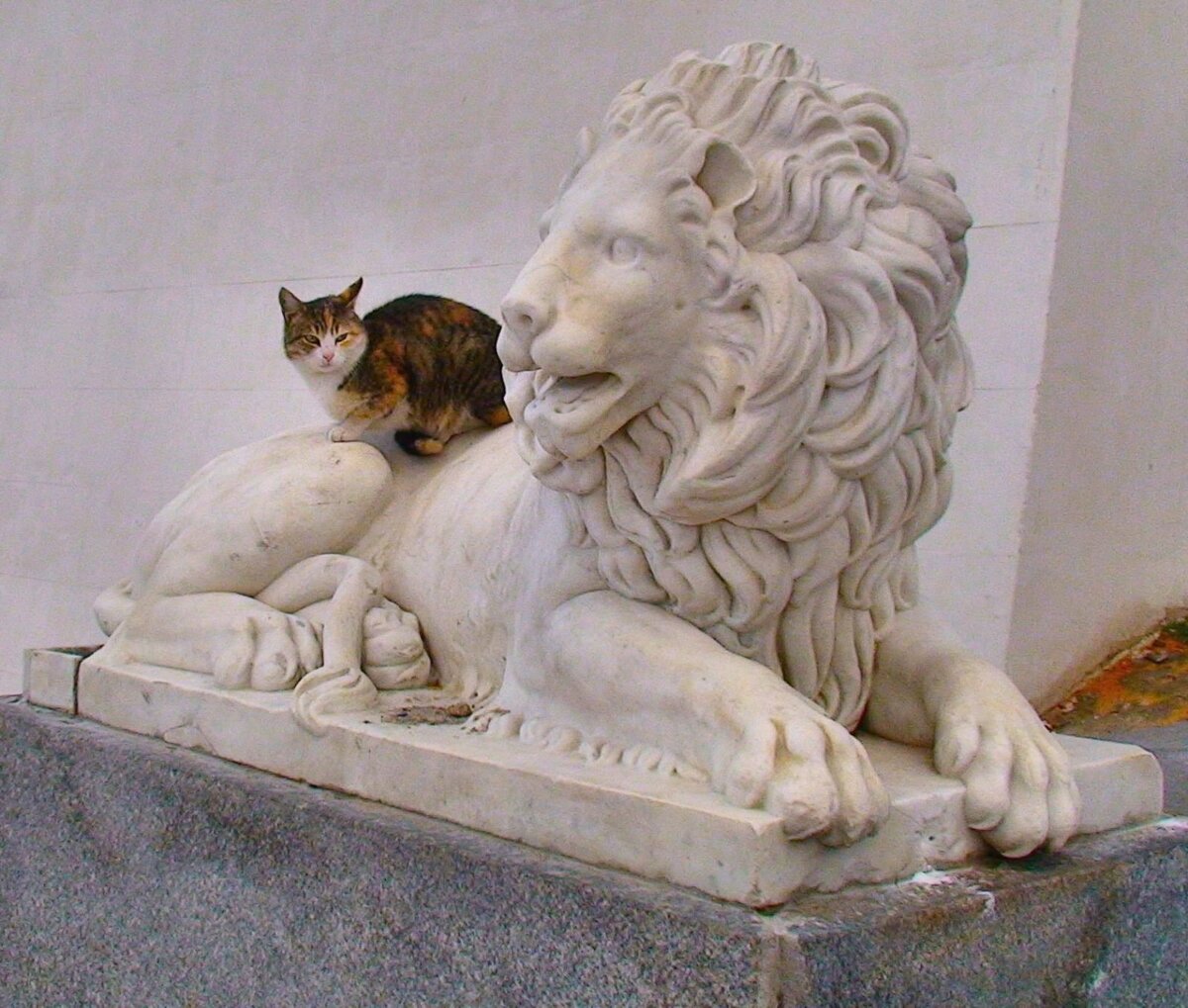 Картинка кот и лев