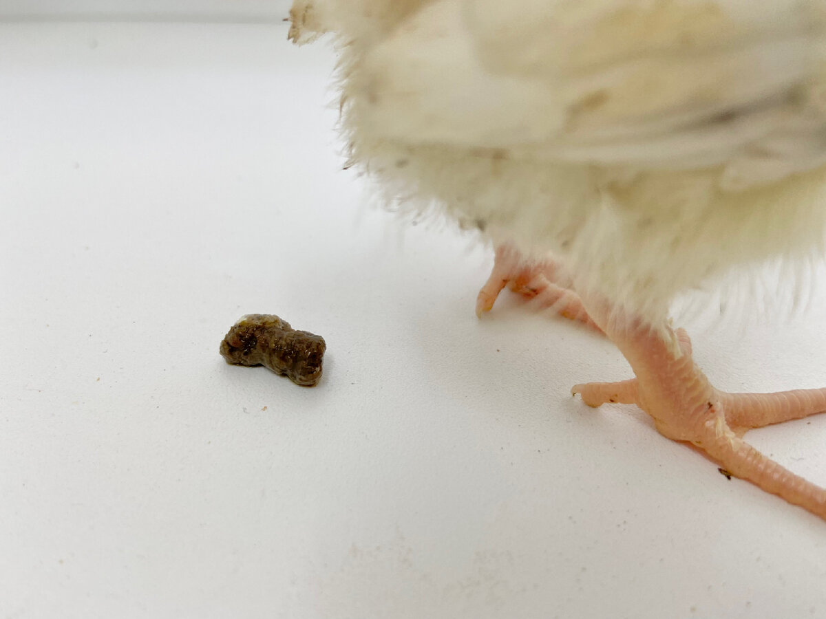 Гранулы коричневого цвета с белыми вкраплениями - это норма ✔️