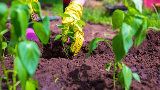    Агрономы объяснили, куда лучше высаживать рассаду перцев для богатого урожая Ксения Пудовкина