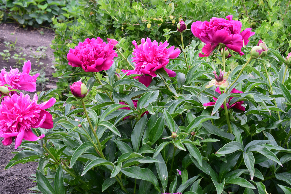 этот куст хорошо держал цветы(фото автора)