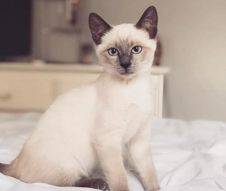 Фото из интернета