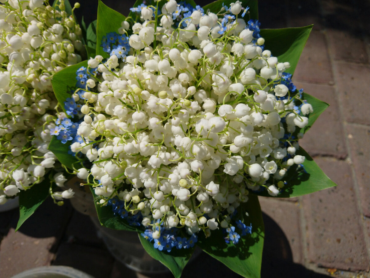 Фото автора Ландыши и Незабудки