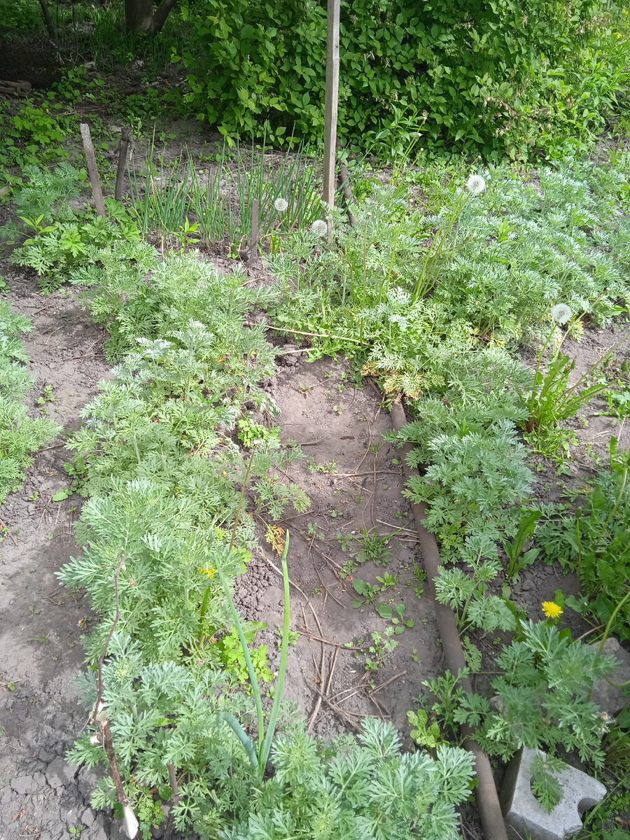 Выращиваем полынь