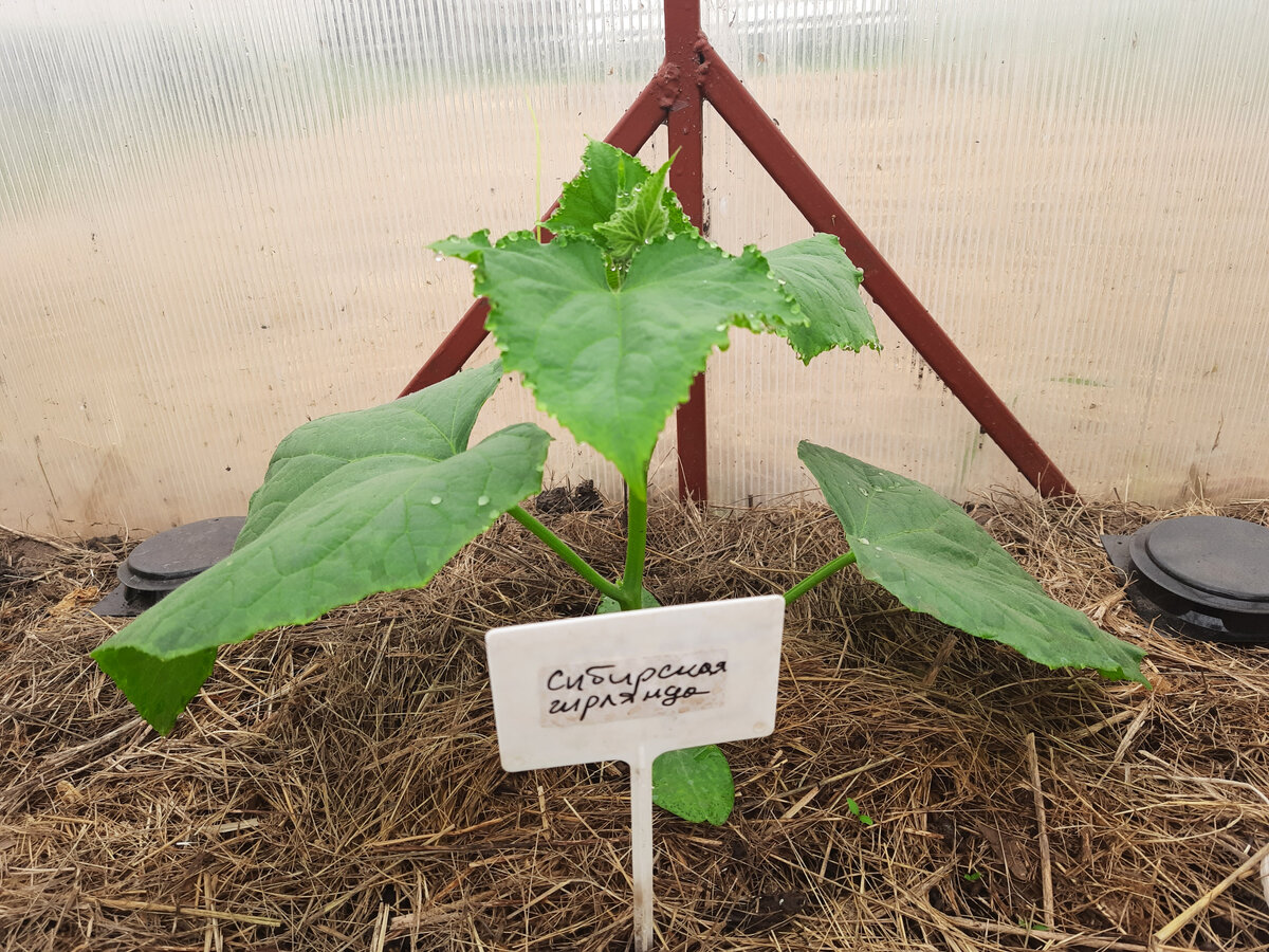 Сибирская Гирлянда F1 25 мая,  очень вкусный гибрид с пучковой завязью