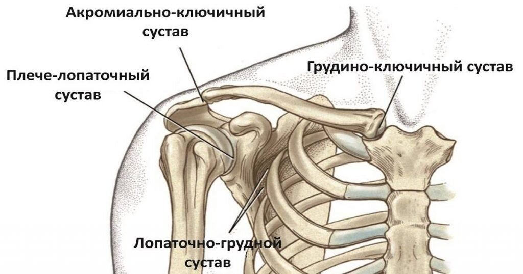 Связки плечевого сустава анатомия