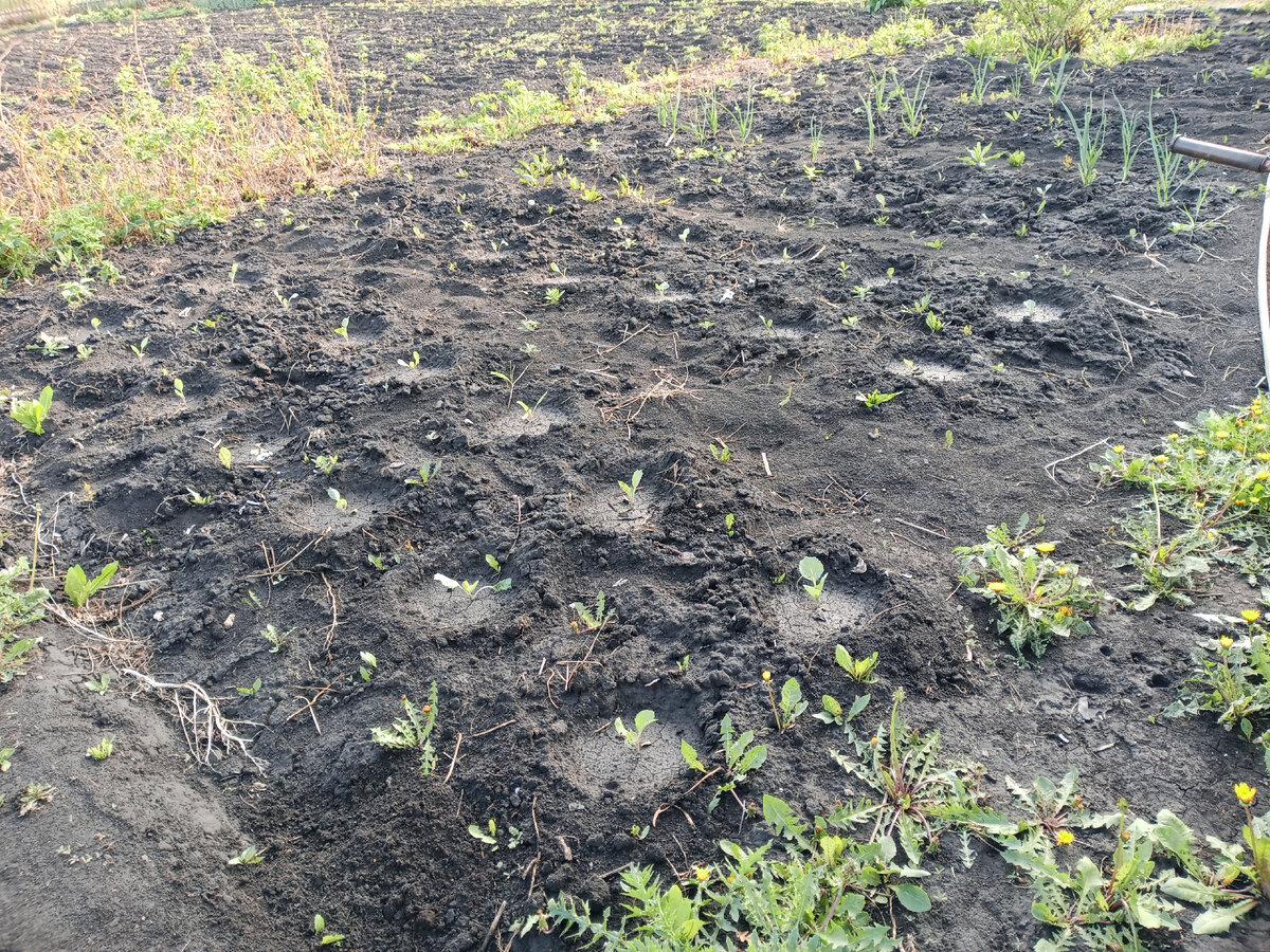 капусту садила, оставляя взошедший зимний чеснок