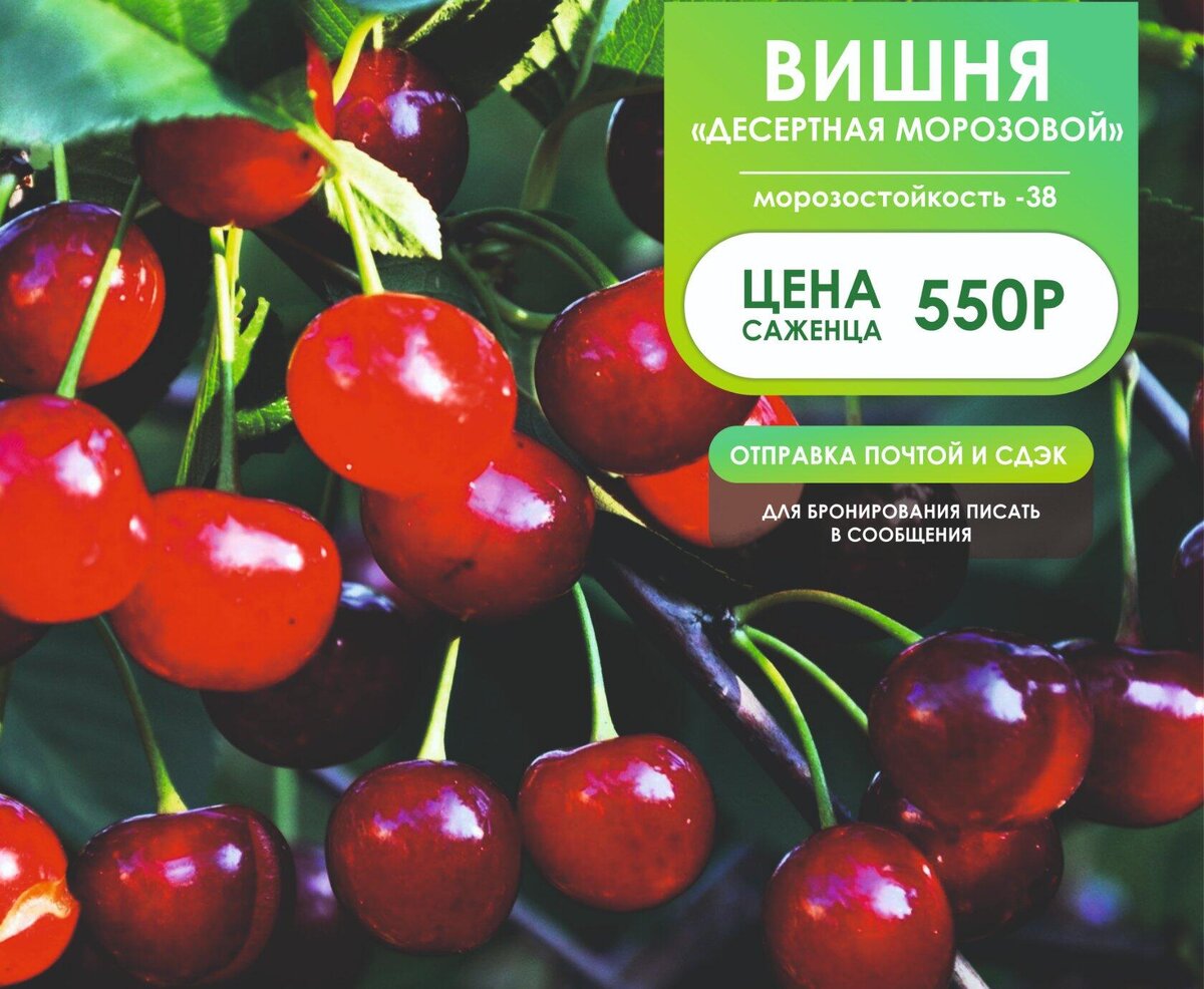 Сорт: ДЕСЕРТНАЯ МОРОЗОВА