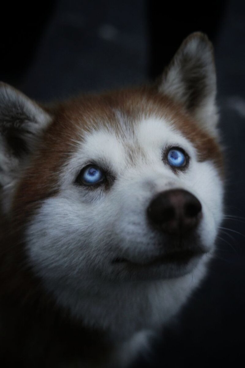 Невероятные глаза Луны