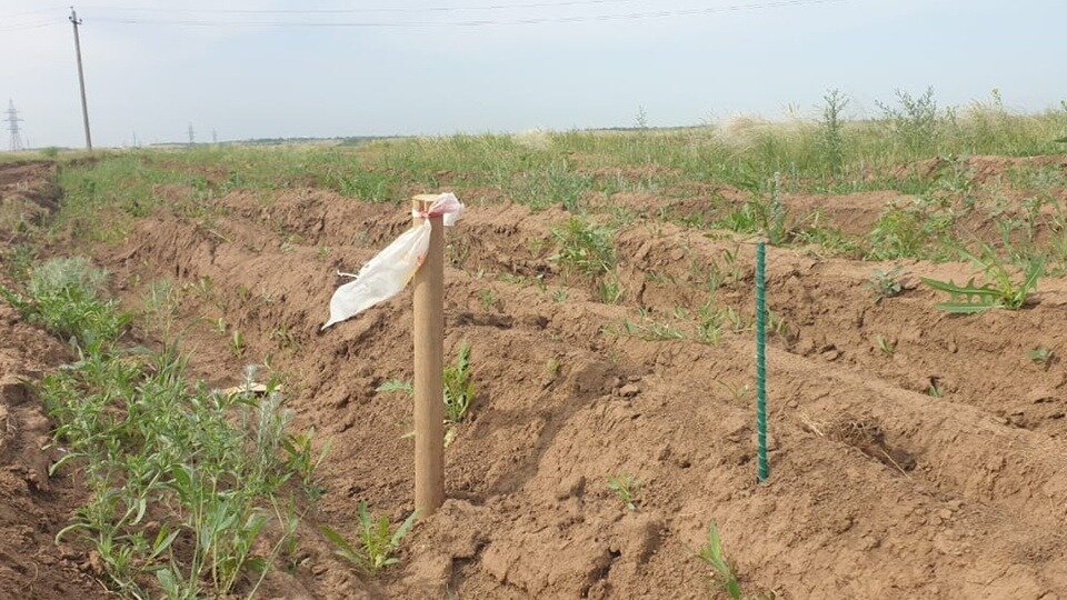     В Советском районе Волгограда на месте ожесточённых боёв собираются строить жилые дома. Ситуация уже дошла до Госдумы РФ.