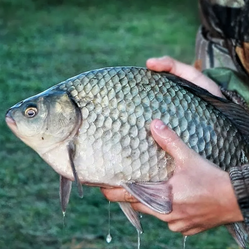 фото с ресурса Яндекс картинки