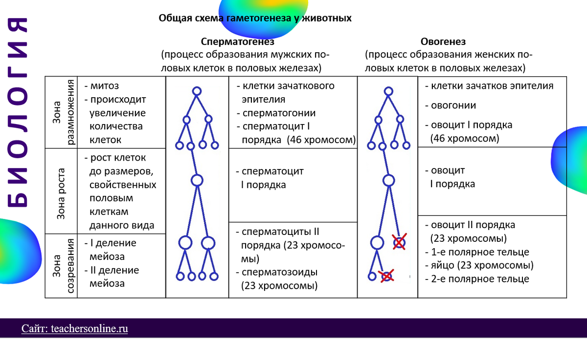 Гаметы, гаметогенез, определение пола