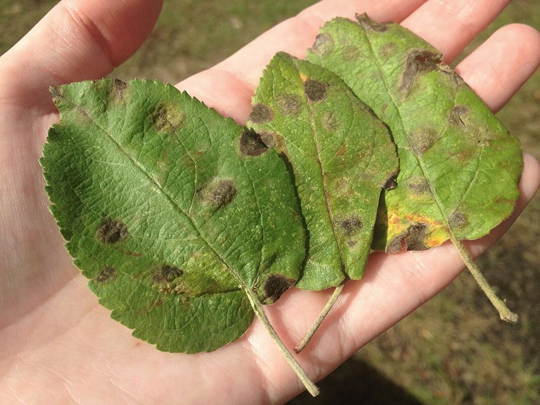 Парша на листьях яблони