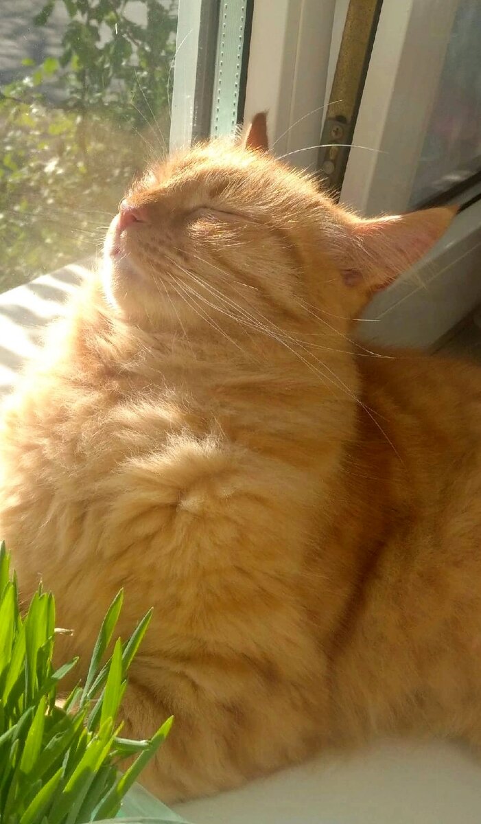 Кот Тимофей