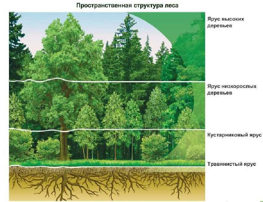 Нарисовать ярусы леса 2 класс