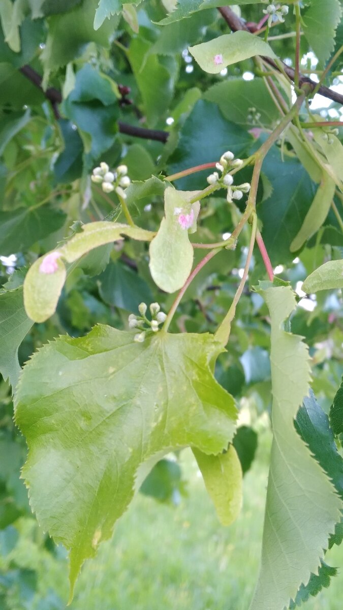 Липа зацветает