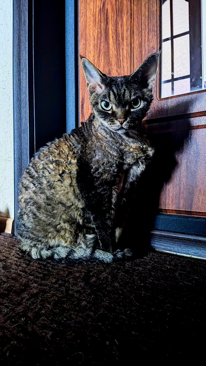 Кот Веля