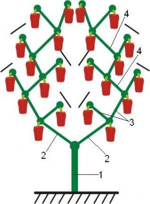 Схема формирования перца в теплице, где черной чертой обозначены места прищипки