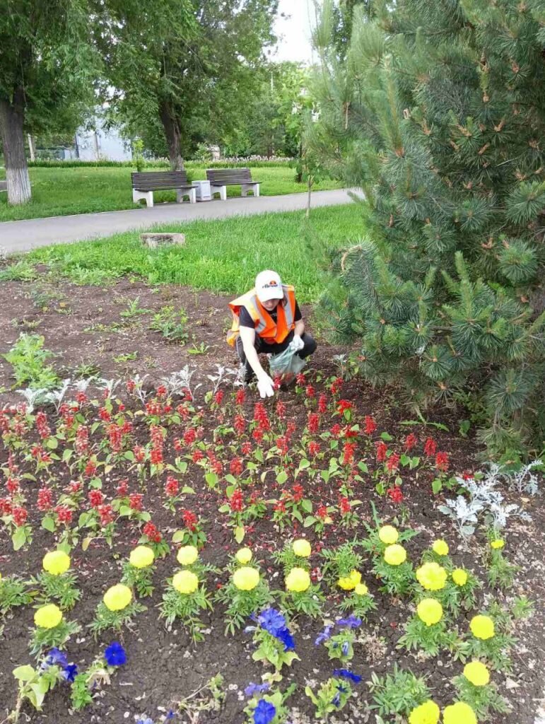 Благоустройство в Балакове: и в нашем городе растут цветы необыкновенной  красоты | Балаково-24 | Дзен