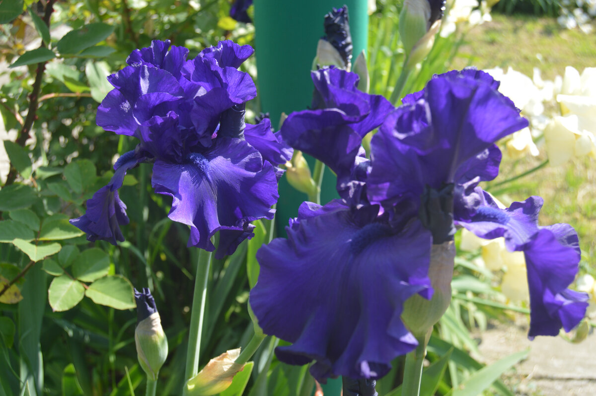 Фото автора. Май 2023. Уже отцвели эти цветочки, остались только фотографии.