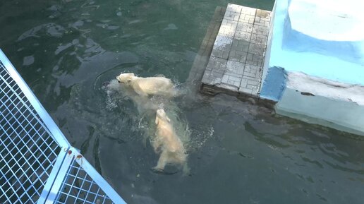 Герда в воде и медвежата поплыли поиграть с мамой. 02.06.2023