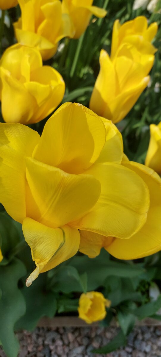 Тюльпаны из "Аптекарского огорода", фото автора, май 2023