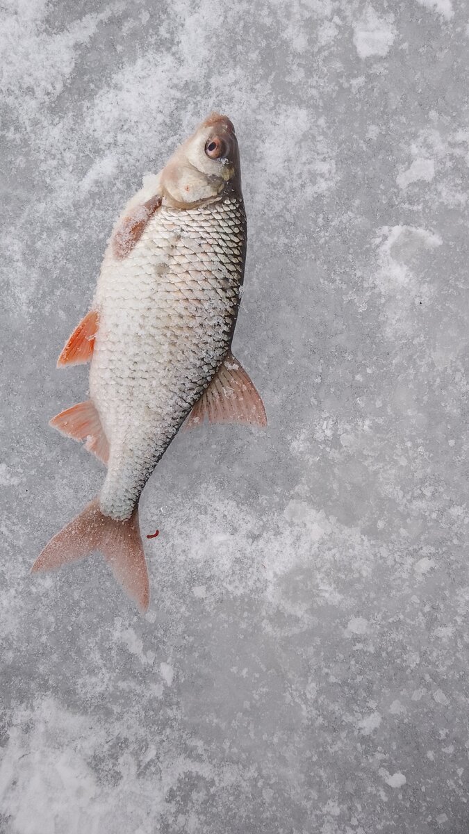 Плотва на Москва-реке