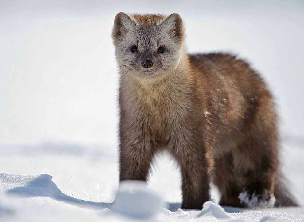 Фото взято из общего доступа в сети интернет