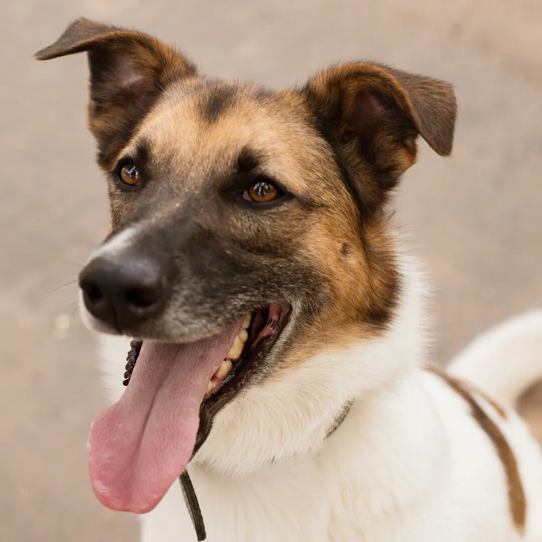  Амур невероятно красивый, статный, подвижный и любвеобильный пес.🐶 Он с первых секунд завоюет даже самое холодное сердце своей нежностью, веселостью и добротой.-2