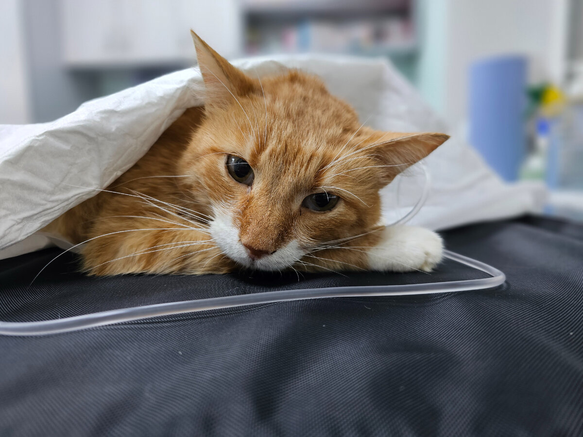 Фото автора. Наш Игнат на капельнице.