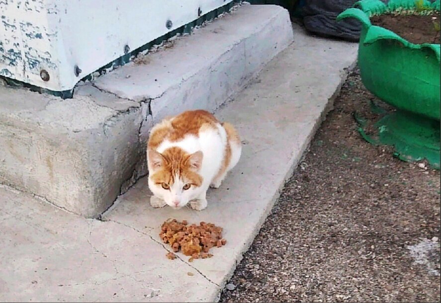 Котика подкармливали, но никто его не приютил