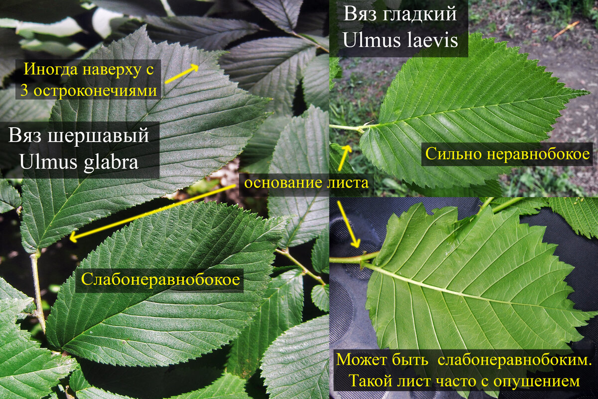 Вяз шершавый описание. Вяз гладкий (Ulmus laevis). Вяз шершавый (Ulmus glabra). Форма листа вяза.