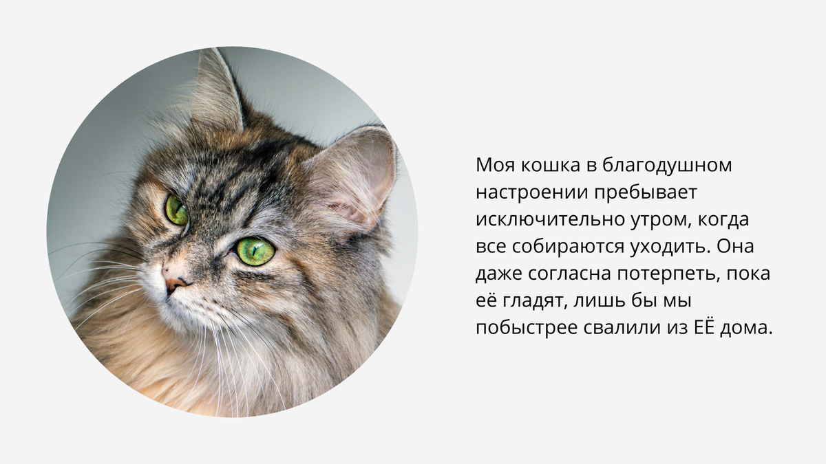 Анекдоты про котов - кошкин дом