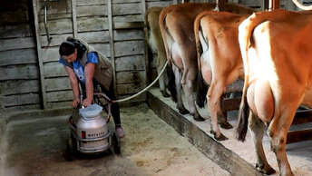 УТРО БЕРЕМЕННОЙ НА ХОЗЯЙСТВЕ 🤰 КОРОВЫ СБЕЖАЛИ🐄🐄🐄🐄🐄