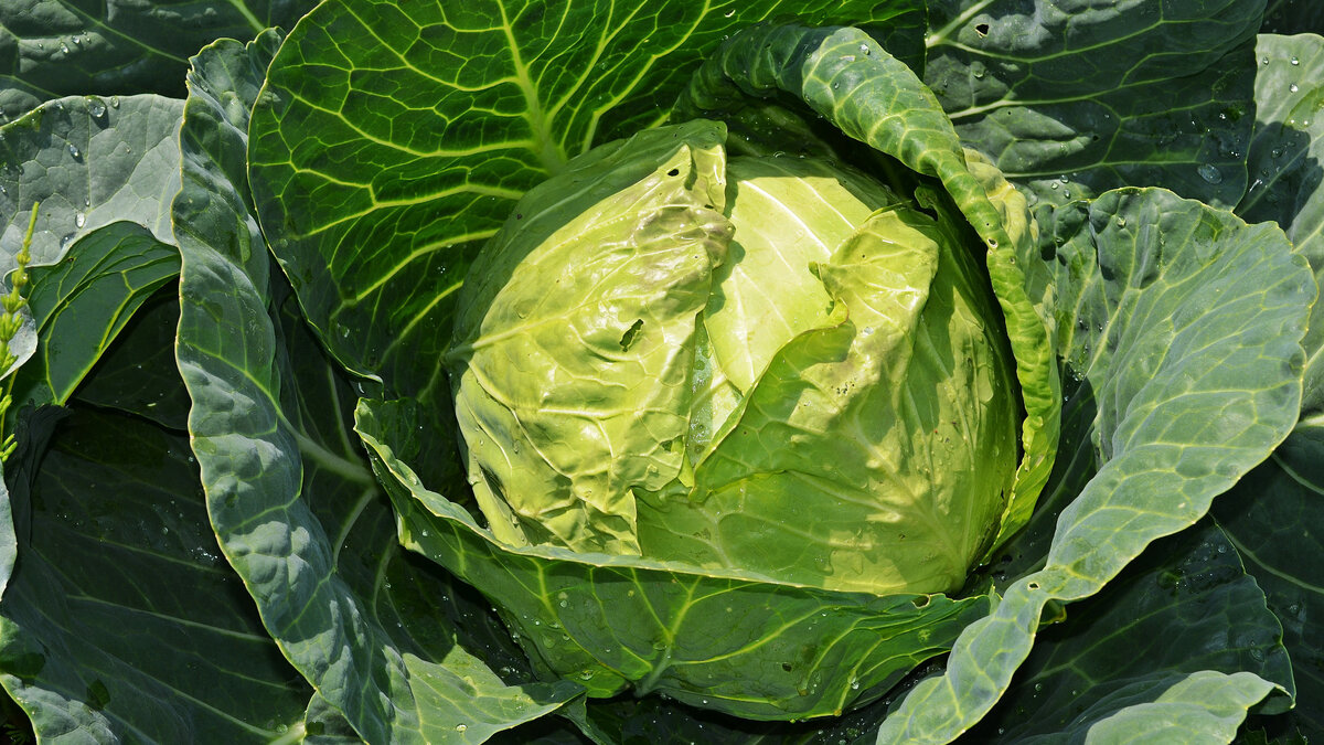     Но некоторые продукты все же подешевели.
