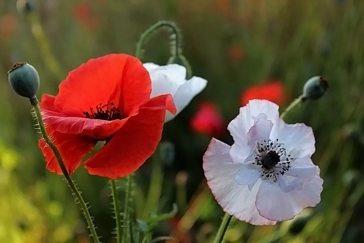 Фото красивых маков. Мак Papaver Cardinal. Мак снотворный красный. Красивые маки. Разноцветные маки.