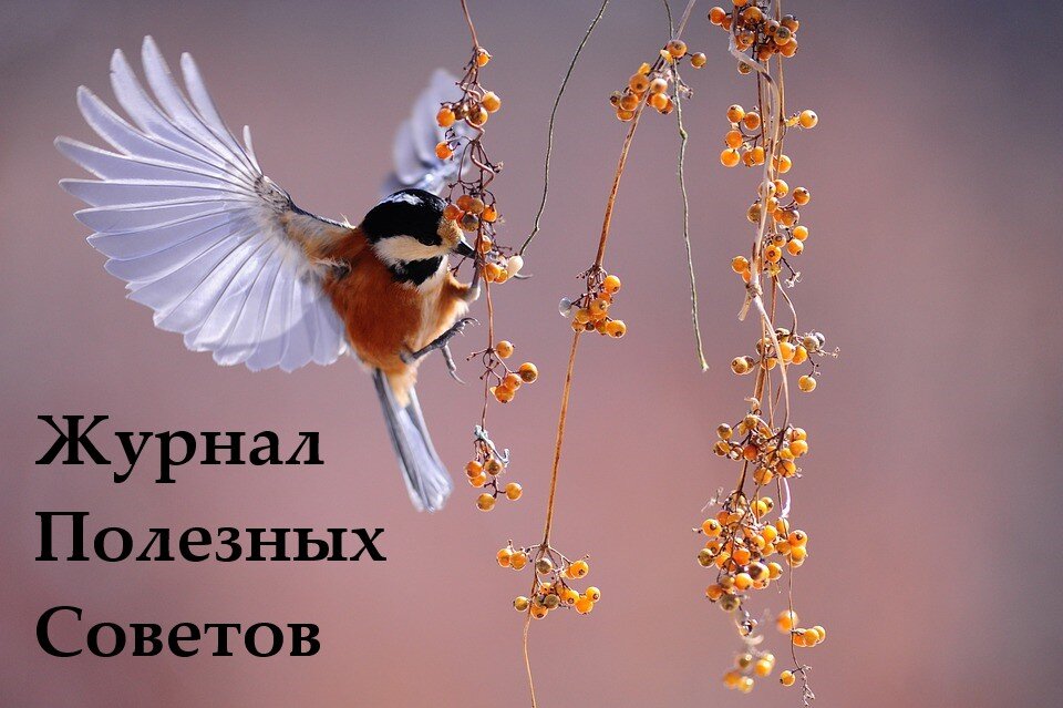 журнал-полезных-советов.рф