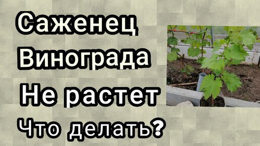 саженец винограда не растет, что делать