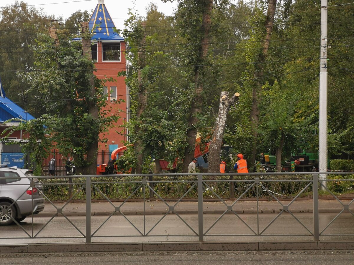 ХОТЯ ВЫРУБКА В ПАРКЕ ВЕДЁТСЯ АКТИВНО, В "БЕРЁЗОВОЙ РОЩЕ" ВСЕ ЕЩЁ ПОЛНО ДЕРЕВЬЕВ И "ЛЫСЕТЬ" ОНА НЕ НАЧИНАЕТ (ФОТО: ЦАРЬГРАД НОВОСИБИРСК)