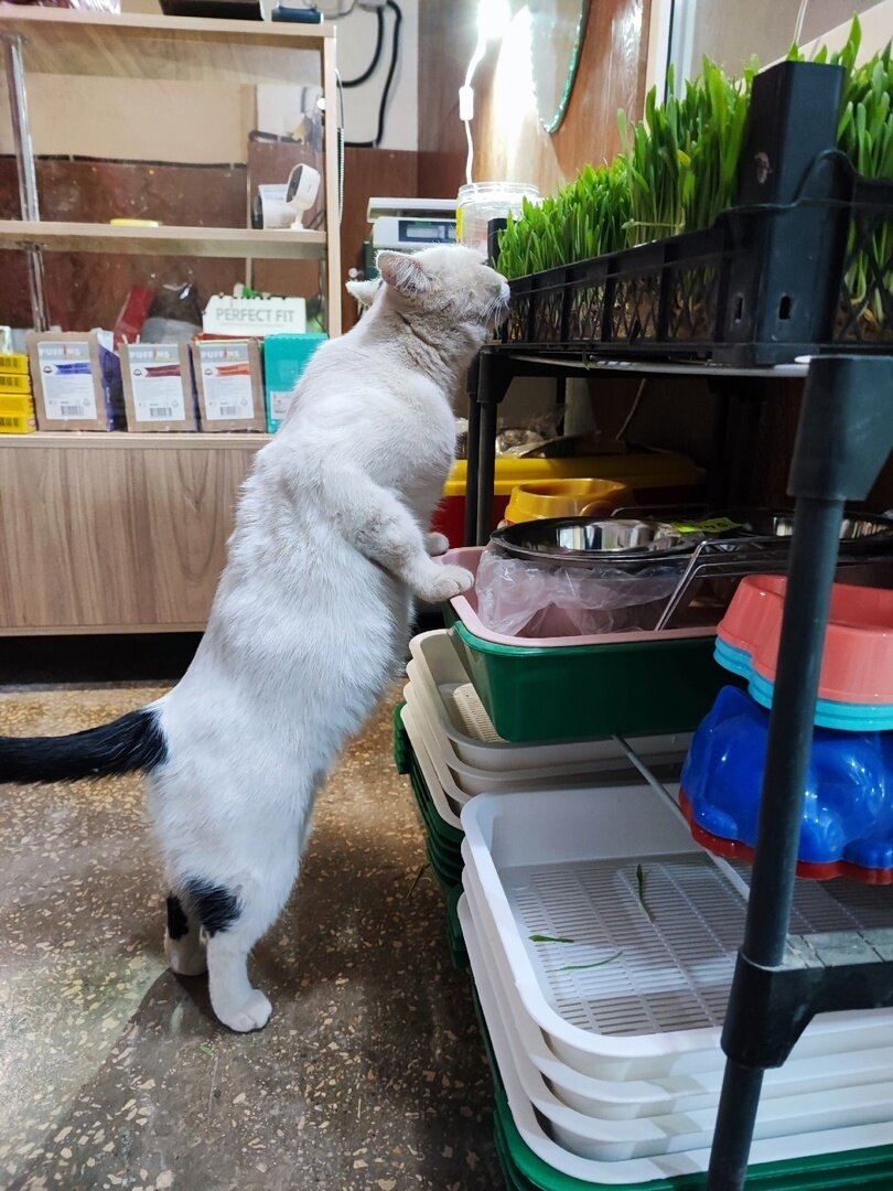 ���� �������. 